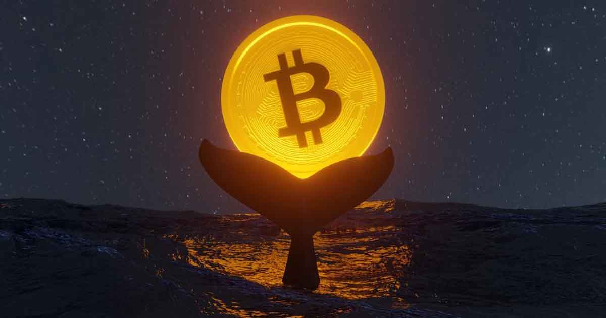 Bitcoin whales with timid signs of improvement this week